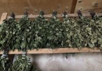 Gadiem ilgi esmu applaucējusi pirts slotas: lūk, ko es pa šo laiku esmu sapratusi