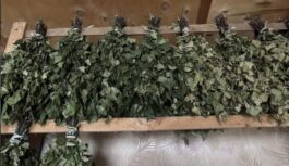 Gadiem ilgi esmu applaucējusi pirts slotas: lūk, ko es pa šo laiku esmu sapratusi