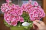 Tikai viena karote ūdenim: vienkāršs paņēmiens, kā likt pelargonijām uzziedēt krāšņām kupenām