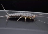 Kas patiesībā nakts vidū saimnieko jūsu vannasistabā un kāpēc šos “viesus” labāk neaiztikt