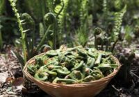 Kad dabas veltes novērtē citu acīm: stāsts par to, kāpēc Japānā apbrīno mūsu meža ‘nezāles’