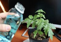 Pārspēj pat sīpolu mizas: aizmirstā metode no padomju laikiem, kas liek tomātu stādiem augt griežoties