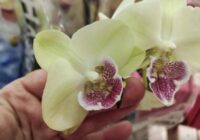 Orhidejas vairs nelejiet ar parastu ūdeni: mans līdzeklis bagātīgai ziedēšanai visa gada garumā