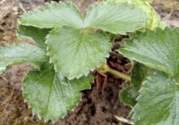 Zemeņu laistīšana aprīlī: ko pievienot ūdenim, lai ogas augtu lielas un saldas