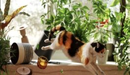 Dīvainā kaķu uzvedība vakaros: ko patiesībā nozīmē pēkšņās skriešanas sacīkstes pa istabu