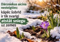 Dārzniekus aicina nesteigties: kāpēc šobrīd ir tik svarīgi atstāt sniegu uz zemes
