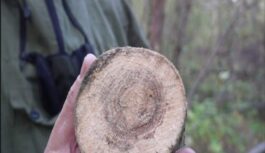 Noderīgs gandrīz visās dzīves jomās: iespējams, šis vērtīgais koks aug arī pie tavas mājas