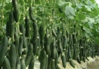 Gurķu raža būs neticami bagātīga: kas jāliek stādīšanas bedrītē un ar ko mēslot ziedēšanas laikā