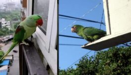 Viņš tevi mīl, bet nespēj atgriezties: ko darīt, ja papagailis izlidojis pa logu