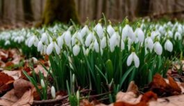 Agrāk mūsu priekšteči īpaši rūpīgi gatavojās 27.martam: kas jādara deviņas dienas pēc kārtas, sākot ar šo dienu Agrāk mūsu priekšteči īpaši rūpīgi gatavojās 27.martam: kas jādara deviņas dienas pēc kārtas, sākot ar šo dienu