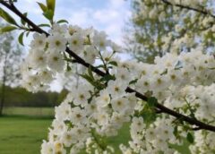 Sinoptiķi publicē jaunāko laikapstākļu prognozi: “Marts iesāksies ar siltuma rekordiem, tomēr ne uz ilgu laiku”