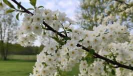Sinoptiķi publicē jaunāko laikapstākļu prognozi: “Marts iesāksies ar siltuma rekordiem, tomēr ne uz ilgu laiku”