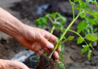 Kā pavasarī pabarot stādus: 4 metodes bez kaitējuma riska Kā pavasarī pabarot stādus: 4 metodes bez kaitējuma riska