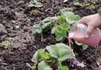 Trīs vienkārši soļi zemeņu dobēs marta izskaņā: ko daru tūlīt, lai vasarā ogu būtu kā sēņu pēc lietus Trīs vienkārši soļi zemeņu dobēs marta izskaņā: ko daru tūlīt, lai vasarā ogu būtu kā sēņu pēc lietus