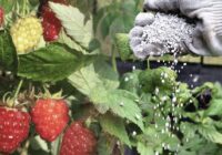 Avenēm aprīlī zem krūma vajag tikai vienu parastu lietu: vienkāršs paņēmiens divtik sulīgai un bagātīgai ražai Avenēm aprīlī zem krūma vajag tikai vienu parastu lietu: vienkāršs paņēmiens divtik sulīgai un bagātīgai ražai