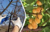 Kāpēc martā ir pēdējais brīdis parūpēties par aprikozi: vienkārša darbība divtik bagātīgai ražai