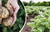 Kāpēc kartupeļi jāapstrādā pirms stādīšanas: pavisam vienkāršs paņēmiens tiešām lielai ražai
