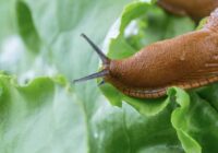 Gliemeži dārzā vairs nerādās: pietika iestādīt šo vienu puķi, lai tie pazustu uz visiem laikiem