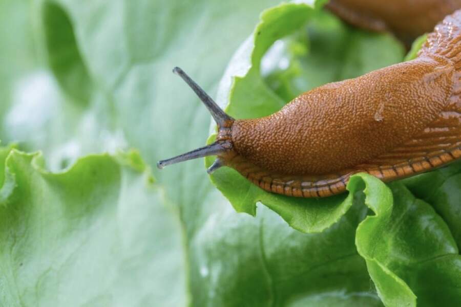 Gliemeži dārzā vairs nerādās: pietika iestādīt šo vienu puķi, lai tie pazustu uz visiem laikiem