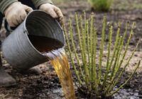 Rožu pavasara “ēdienkarte”: viena svarīga piedeva aprīļa sākumā, kas nodrošina krāšņu un bagātīgu ziedēšanu Rožu pavasara “ēdienkarte”: viena svarīga piedeva aprīļa sākumā, kas nodrošina krāšņu un bagātīgu ziedēšanu