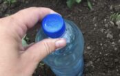 Mani 3 iecienītākie veidi, kā dārzā izmantot plastmasas pudeles: dēsti aug griezdamies un ne velti tās krāju no decembra