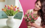 Saglabās svaigumu un nenovītīs līdz pat 2 nedēļām: lūk, kas jāpievieno ūdenim, lai tulpes vāzē nezaudētu skaistumu