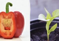 Sēklas sadīgs daudz ātrāk: kur mērcēt tomātus, papriku un gurķus pirms stādīšanas