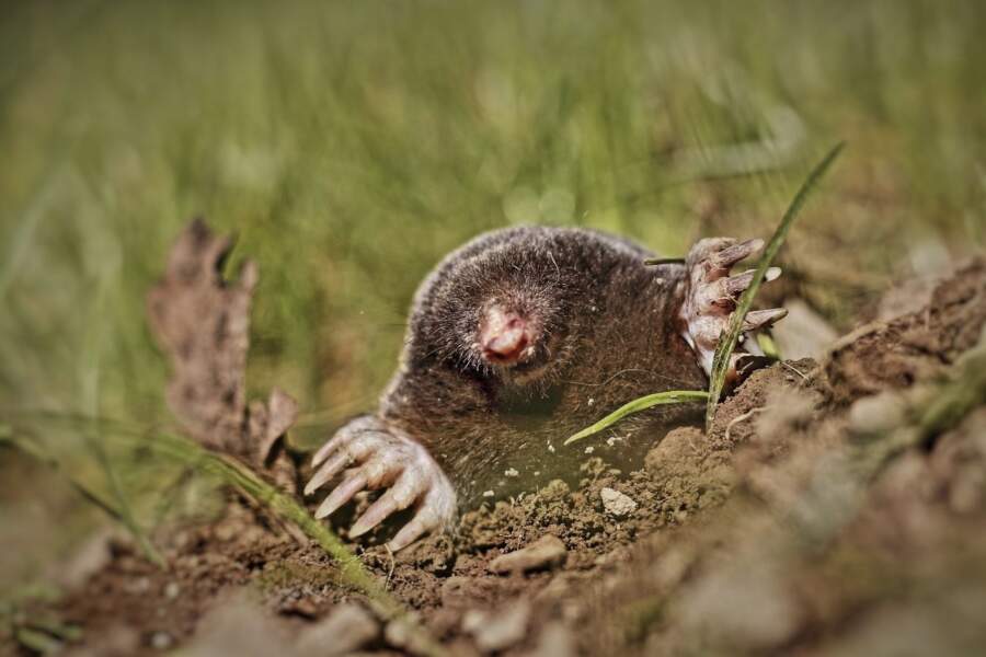 Pavasarī iebāzu tukšu pudeli zemē un kurmji dārzu apej ar desmito līkumu: vairs nekādu rakumu vai eju