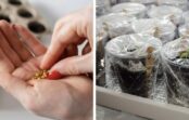 Pieredzējušu dārznieku noslēpums: 2 vienkārši virtuves produkti, kas liek sēklām “pamosties” un sadīgt daudz ātrāk