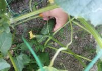 Ķīmiskos mēslošanas līdzekļus nolieku malā: parastie pelni no krāsns sniedz maniem gurķiem 3 vērtīgas priekšrocības