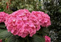 Ar ko pabarot hortenzijas agrā pavasarī: viena svarīga sastāvdaļa, lai ziedu bumbas būtu lielas un košas