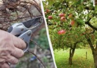 Šie 7 koki ir jāapgriež līdz marta beigām: kārtīga raža sākas ar vienu pareizu griezienu