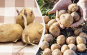 Kartupeļu diedzēšana gaismā vai tumsā: pieredzējuši dārznieki izvēlas tikai vienu metodi