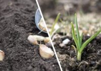 Ķiploku kopšana pēc atkušņa: 2 vienkārši soļi, lai novērstu puvi un stiprinātu asnus