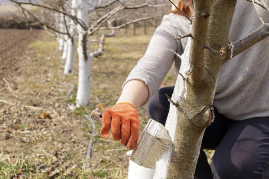 Ar ko un kad vislabāk balināt kokus, lai neviens kaitēklis netiktu klāt: vienkāršs paņēmiens, ko izmanto pieredzējuši dārznieki