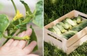 Gurķi aug griezdamies: pavisam vienkāršs pavasara mēslojums no ledusskapja, par kuru klusē dārznieki