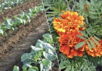 Vairs nekādas ķīmijas: kāpēc zinošas saimnieces starp kāpostiem iesaka iestādīt samtenes