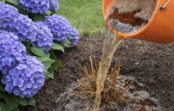 Hortenzijas kā no žurnāla vāka: vienkāršs darbs martā, kas nodrošinās krāšņu un kuplu ziedēšanu visas sezonas garumā