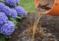 Hortenzijas kā no žurnāla vāka: vienkāršs darbs martā, kas nodrošinās krāšņu un kuplu ziedēšanu visas sezonas garumā