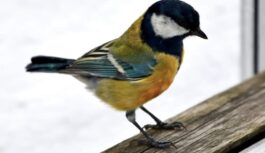 Zīlīte neatlaidīgi klauvējas pie mājas loga: tā nav nejaušība un var vēstīt par ko svarīgu