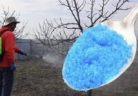 Pirmā un svarīgākā koku smidzināšana pavasarī: kad sākt dārza apstrādi un ar ko smidzināt, lai dārzā nebūtu ne kukaiņu, ne kraupja