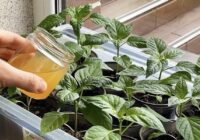 Augs kā uz rauga: ar ko apliet nupat uzdīgušos dēstus, lai tie neizstīdzētu