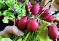 Svarīgi nenokavēt īsto brīdi: kāpēc redīsus jau 8 gadus sēju tieši noteiktā laikā, lai tie izaugtu lieli un bez laistīšanas