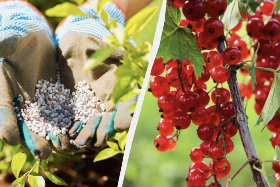 Jāņogas un upenes pavasarī pabaroju tikai šādi: viena sauja vienkārša mēslojuma uz krūmu un ogas izaug lielas, gluži kā ķirši