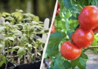 Tomāti aug griezdamies: stādot katrā bedrītē ieberu 2 karotes viena vienkārša mēslojuma