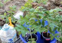 Pazīstams dārznieks pačukstēja, ko likt bedrītē, stādot tomātus – 1 “pašmāju” līdzeklis saldiem augļiem Pazīstams dārznieks pačukstēja, ko likt bedrītē, stādot tomātus – 1 “pašmāju” līdzeklis saldiem augļiem