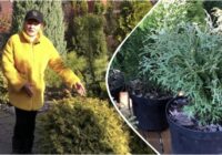 Tūjas paliek pagātnē: dārznieki arvien biežāk izvēlas 4 citus skuju krūmus, kas aug divtik ātrāk un vasarā nekaltst Tūjas paliek pagātnē: dārznieki arvien biežāk izvēlas 4 citus skuju krūmus, kas aug divtik ātrāk un vasarā nekaltst