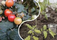 Tā nav mana iegriba, bet gan augu sekas: kāpēc tomātus katru gadu stādu citā vietā