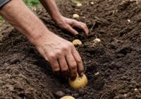 Kad stādīt kartupeļus 2026. gada aprīlī: labvēlīgās un nelabvēlīgās dienas pēc mēness kalendāra Kad stādīt kartupeļus 2026. gada aprīlī: labvēlīgās un nelabvēlīgās dienas pēc mēness kalendāra