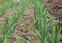 Ķiploki pēc ziemas “stāv uz vietas”: pirms ķerties pie mēslošanas, noteikti pārbaudiet saknes Ķiploki pēc ziemas “stāv uz vietas”: pirms ķerties pie mēslošanas, noteikti pārbaudiet saknes